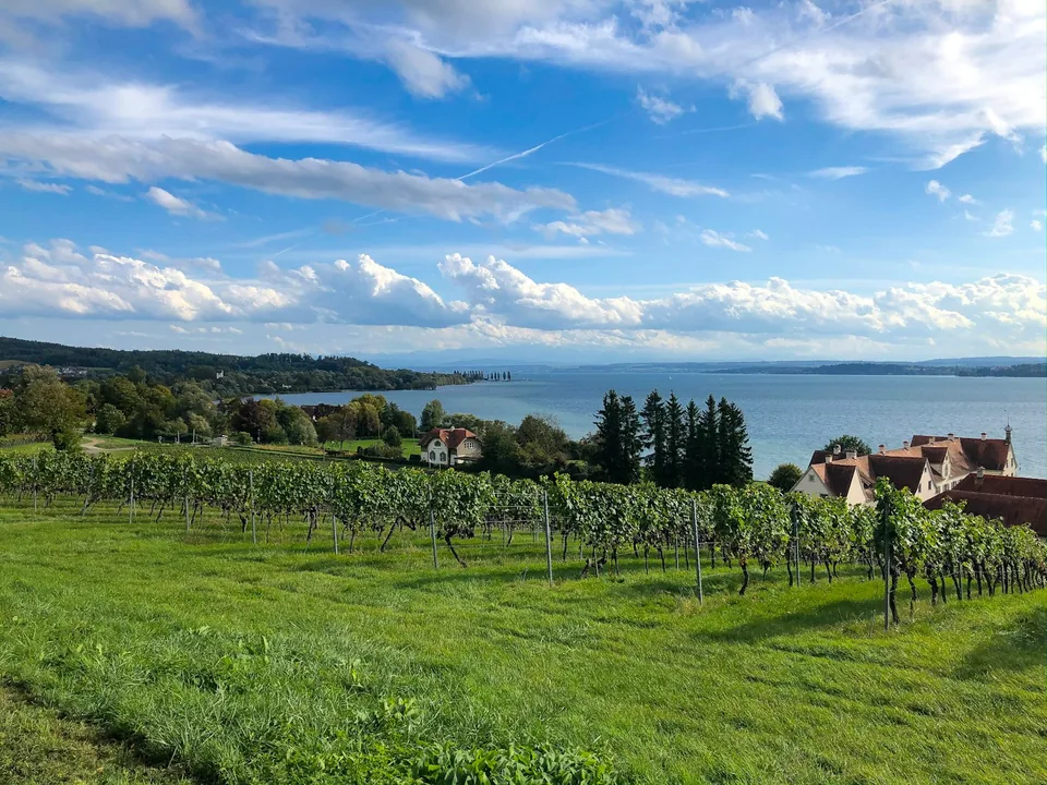 Rebberge am Bodensee in der Nähe von Neukirch-Egnach mit Blick über den See